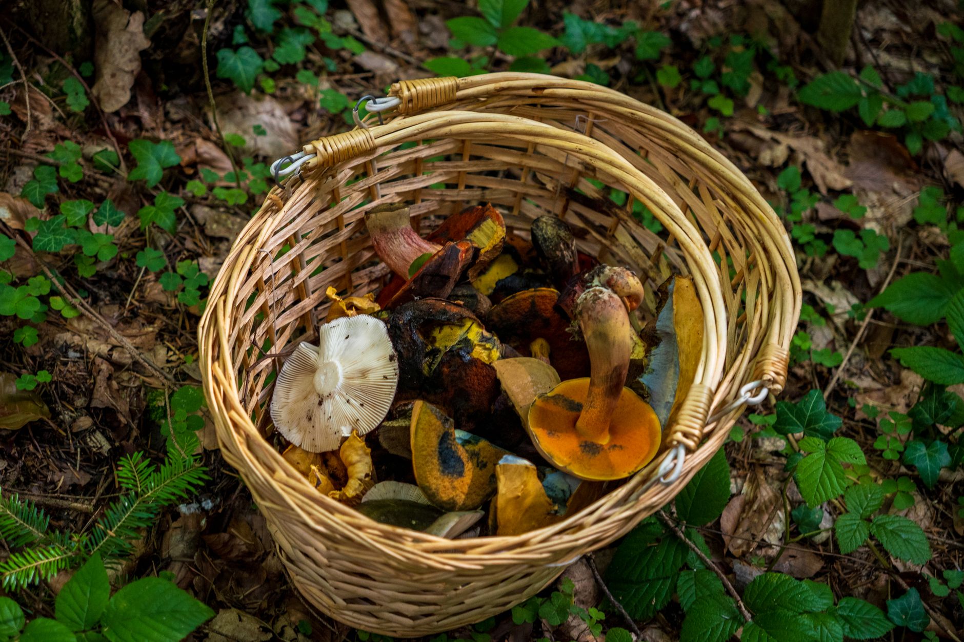 PKD 02.30.Z — Pozyskiwanie dziko rosnących produktów leśnych drewna